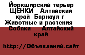 Йоркширский терьер ЩЕНКИ - Алтайский край, Барнаул г. Животные и растения » Собаки   . Алтайский край